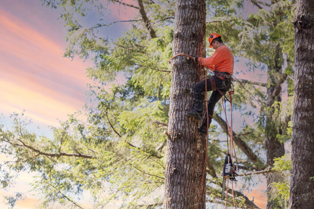 Tree trimming risks and workers' comp insurance